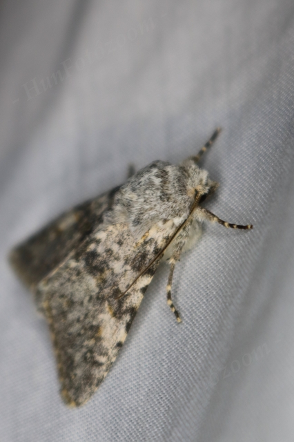 Polymixis rufocincta isolata - magyar tarkabagoly