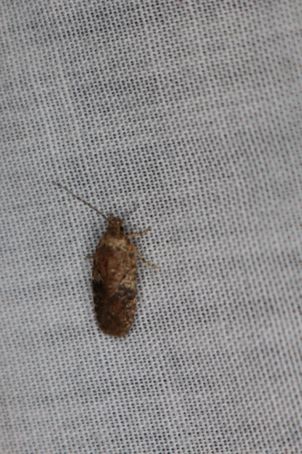 Agonopterix