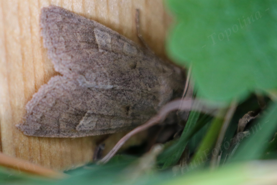 Ammoconia caecimacula - szürke őszibagoly