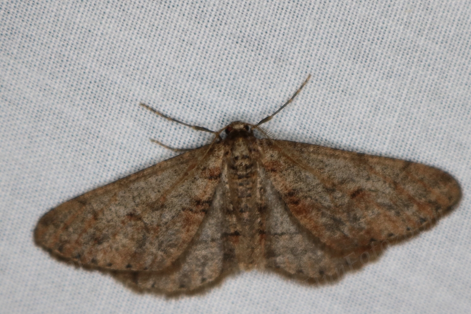 Agriopis bajaria - kökény-téliaraszoló Agriopis bajaria - kökény-téliaraszoló