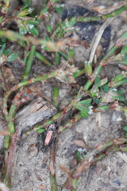 Harpalus distinguendus - mezei lomhafutó