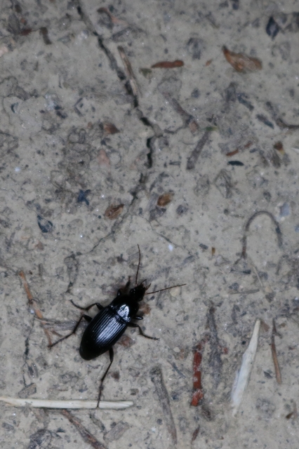 Calathus fuscipes - sokpontos tarfutó