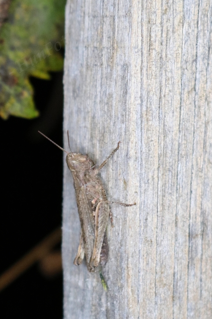 Chorthippus (Glyptobothrus) (subgenus)