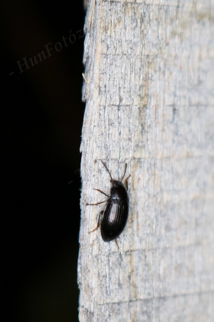 Nalassus dermestoides - rövidszárnyú gyászbogár