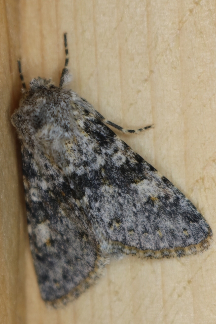 Polymixis rufocincta isolata - magyar tarkabagoly