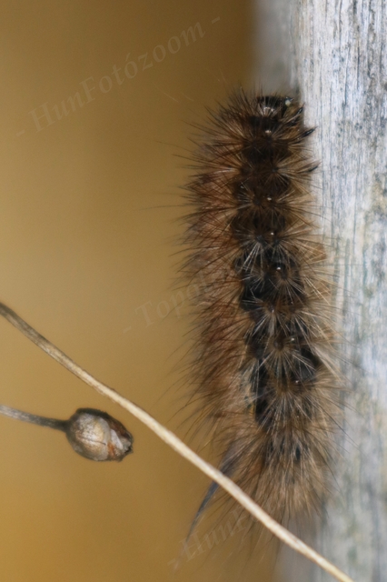Spilosoma