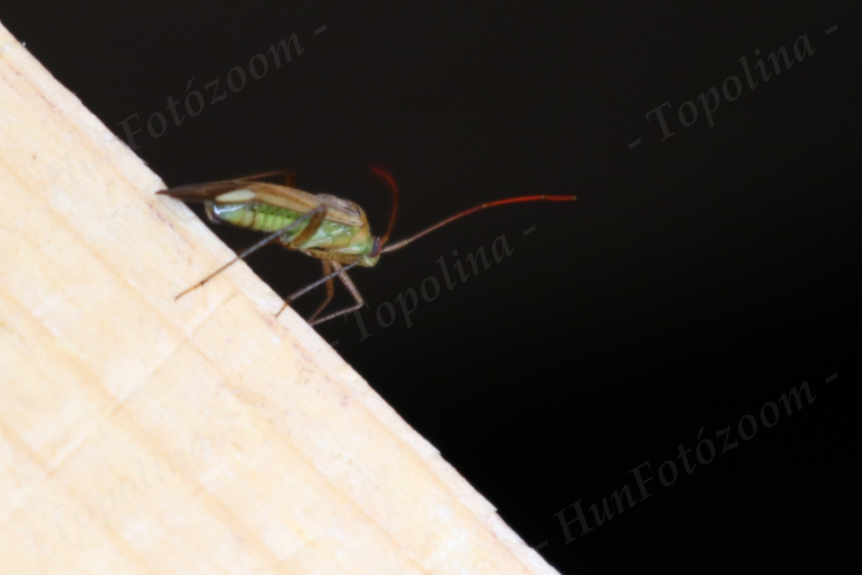 Adelphocoris lineolatus - lucernapoloska