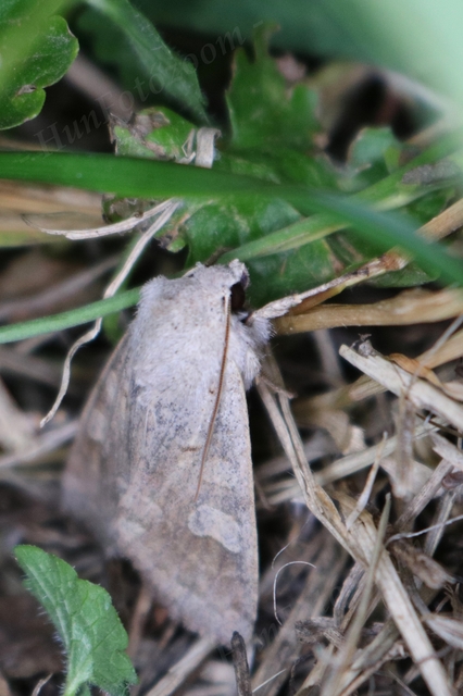 Ammoconia caecimacula - szürke őszibagoly