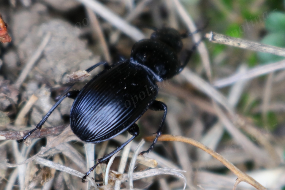 Pterostichus melanarius - közönséges gyászfutó