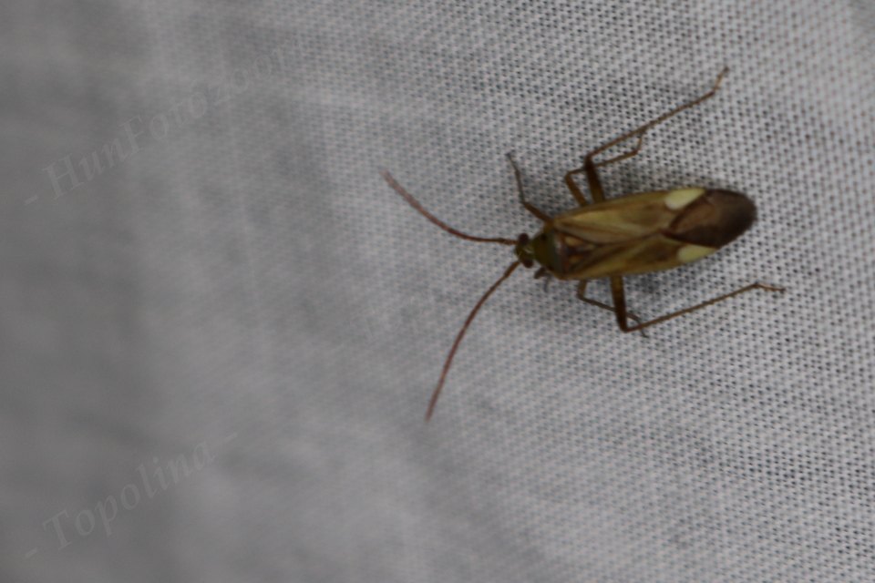 Adelphocoris lineolatus - lucernapoloska