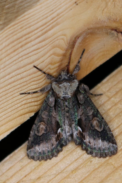 Allophyes oxyacanthae - galagonyabagoly