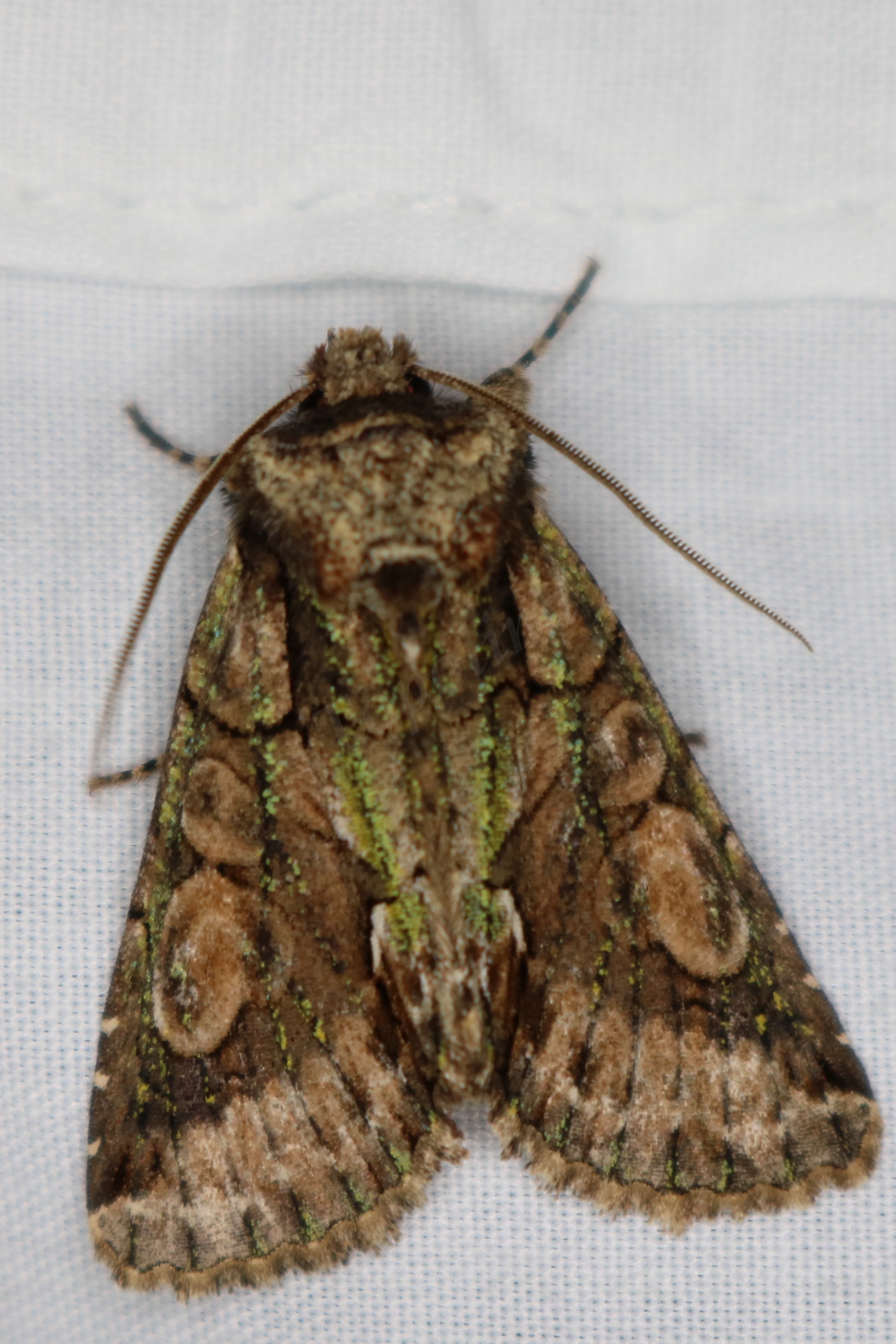 Allophyes oxyacanthae - galagonyabagoly