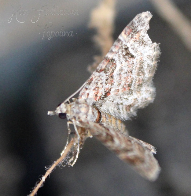 Gymnoscelis rufifasciata - vöröscsíkos törpearaszoló