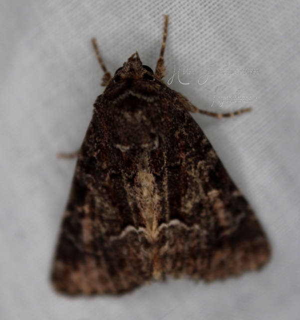Thalpophila matura - fakó erdeibagoly