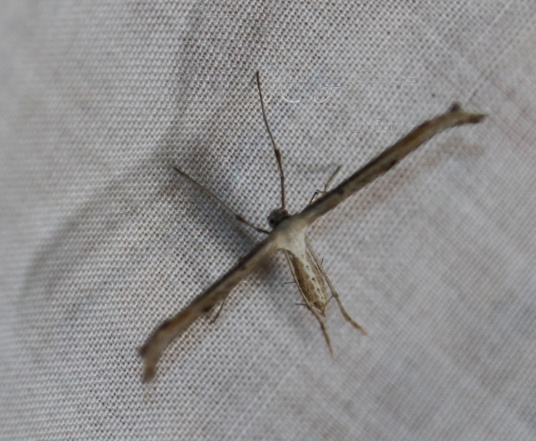 Emmelina monodactyla/argoteles