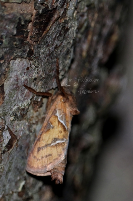 Triodia sylvina - kis gyökérrágólepke