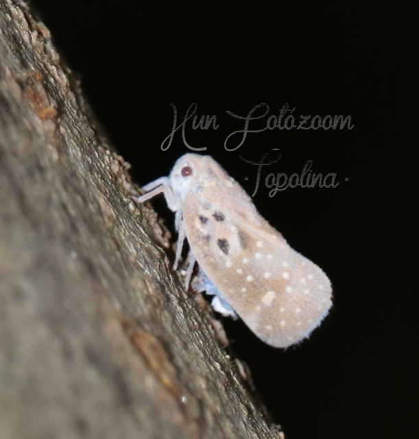 Metcalfa pruinosa - amerikai lepkekabóca