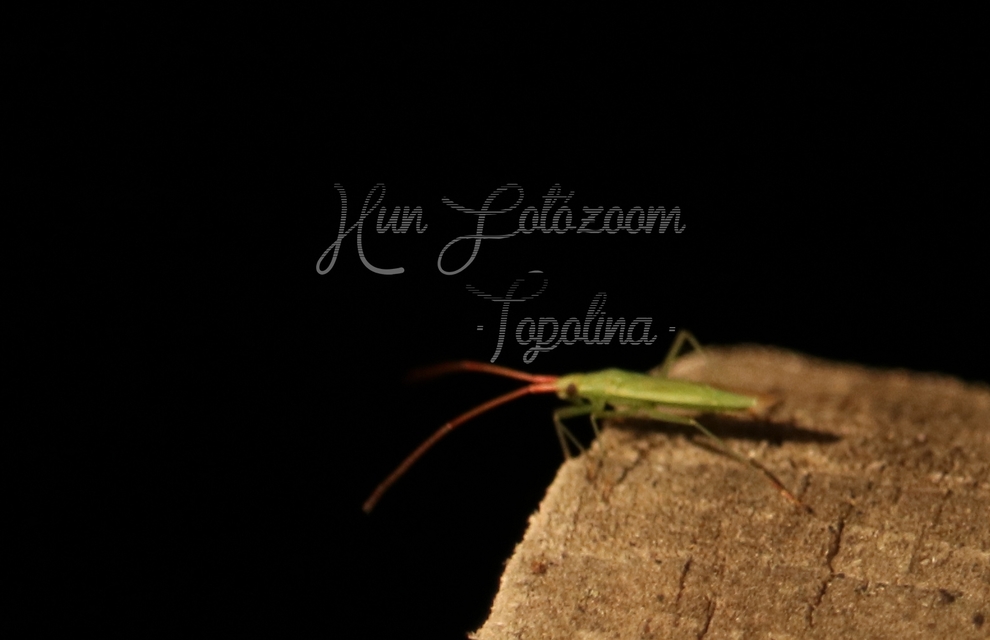 Trigonotylus