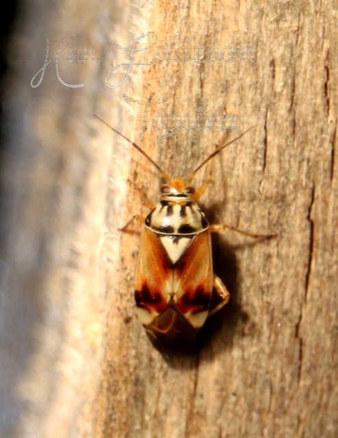 Lygus pratensis - változó mezeipoloska