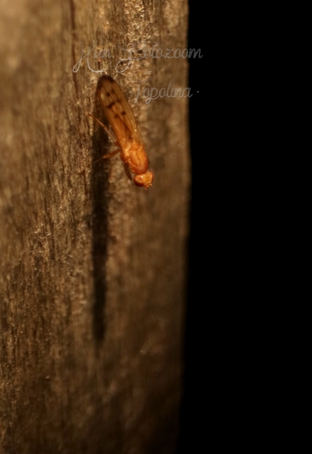 Opomyza