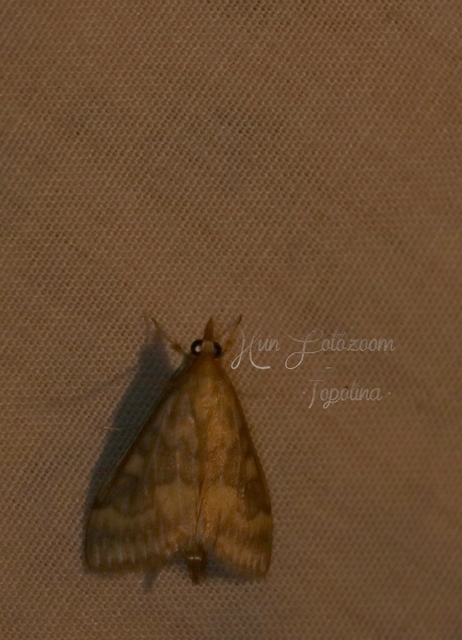Ostrinia nubilalis - kukoricamoly