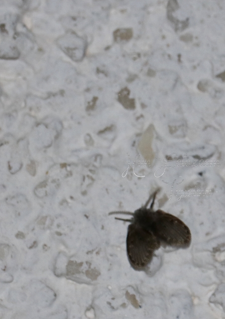 Clogmia albipunctata