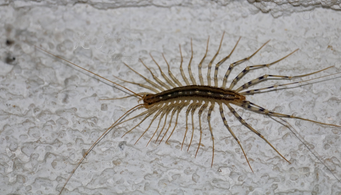 Scutigera coleoptrata - légyölő pókszázlábú