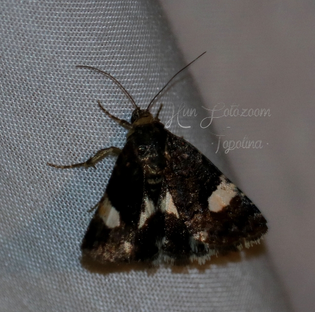 Tyta luctuosa - fekete nappalibagoly