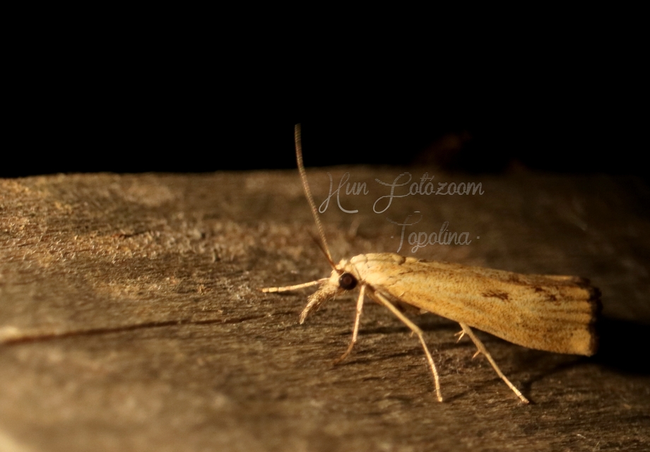 Agriphila inquinatella - közönséges fűgyökérmoly
