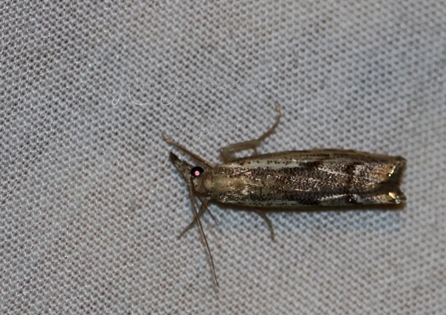 Agriphila tolli - síksági fűgyökérmoly