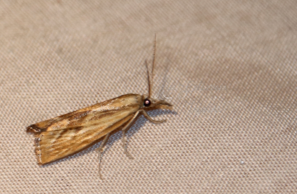 Agriphila