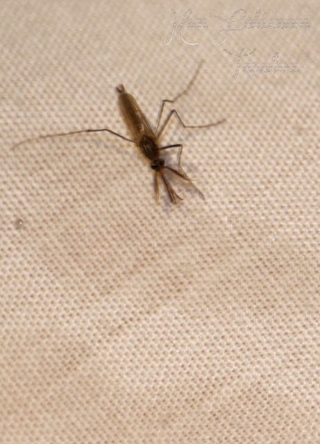 Culicidae - csípőszúnyogok