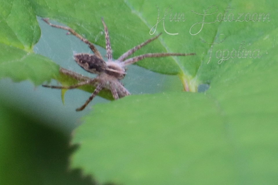 Pisaura mirabilis - csodáspók