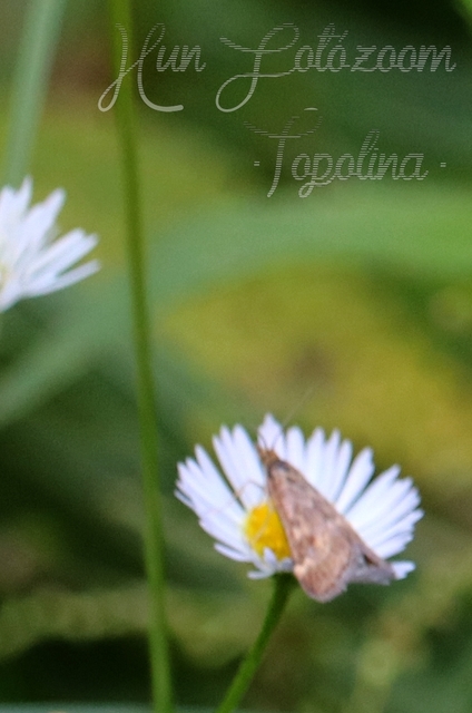 Pyrausta despicata - réti bíbormoly