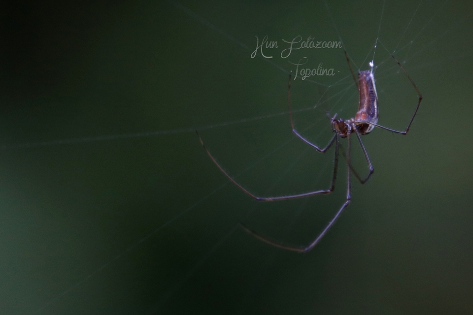 Tetragnatha