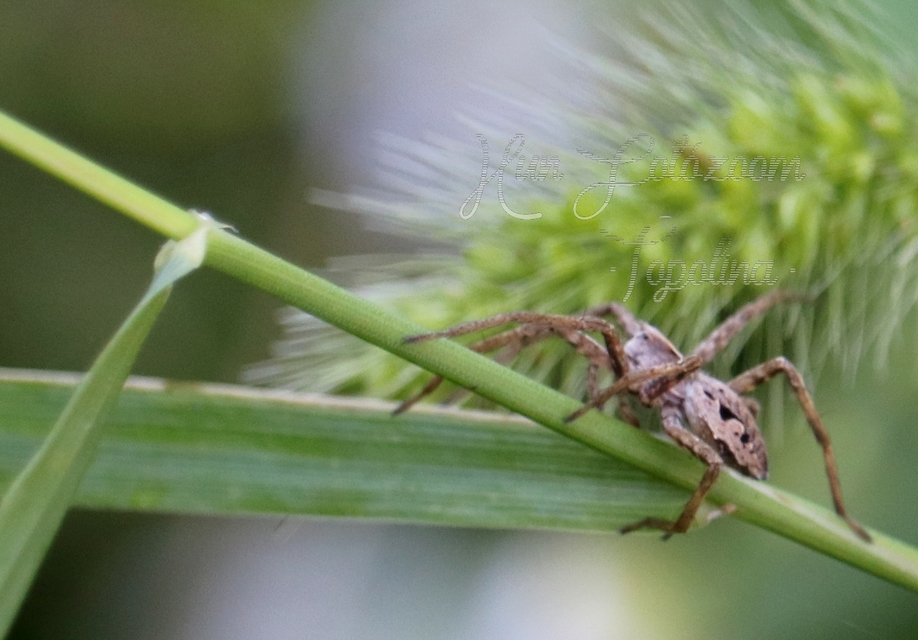 Pisaura mirabilis - csodáspók