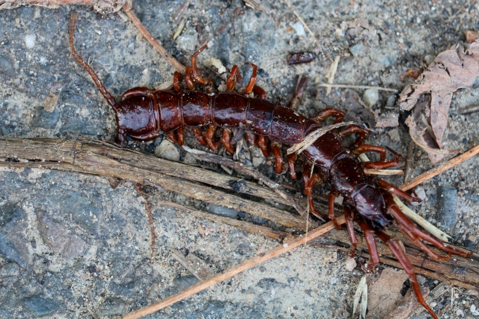 Lithobius