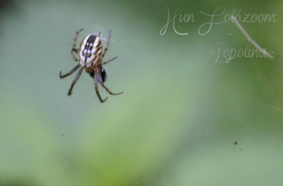 Mangora acalypha - réti keresztespók