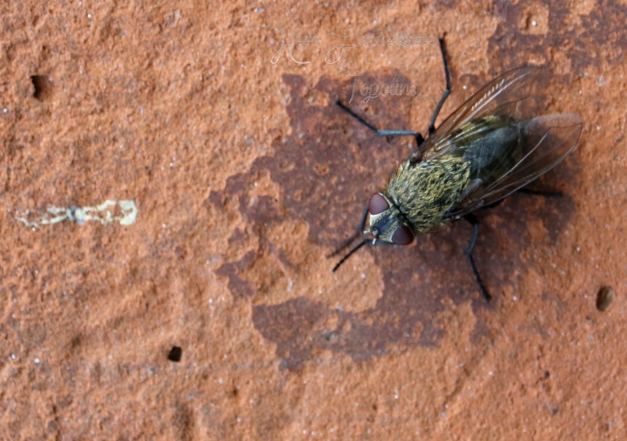 Pollenia