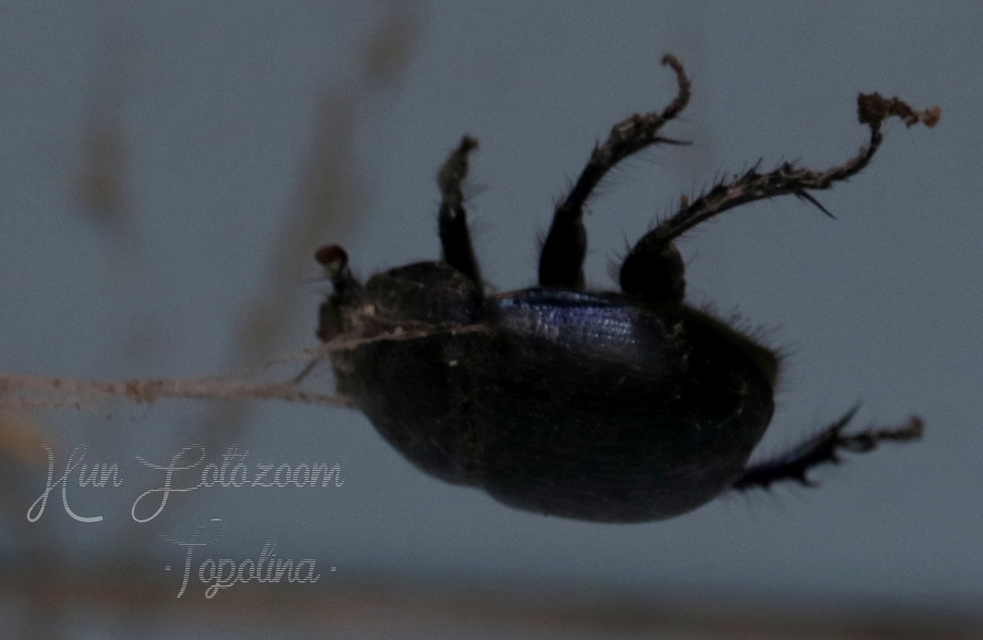 Anoplotrupes stercorosus - erdei álganéjtúró