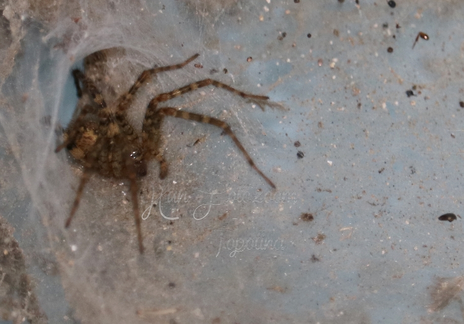 Tegenaria