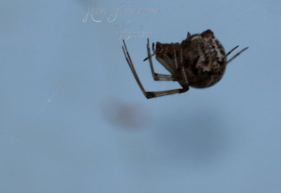 Parasteatoda