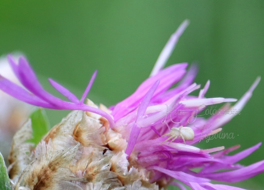 Misumena vatia - viráglakó karolópók