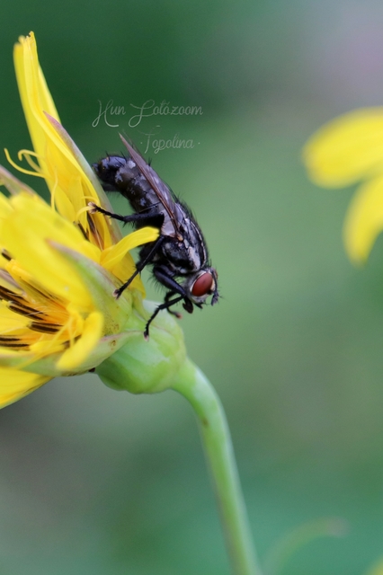 Sarcophagidae - húslégyfélék