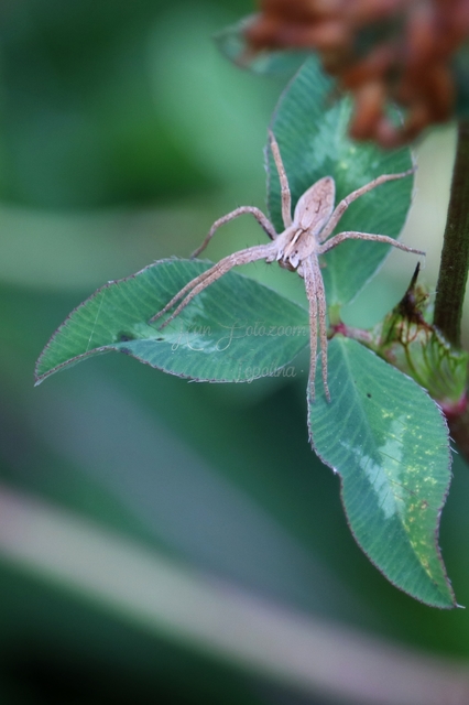 Pisaura mirabilis - csodáspók