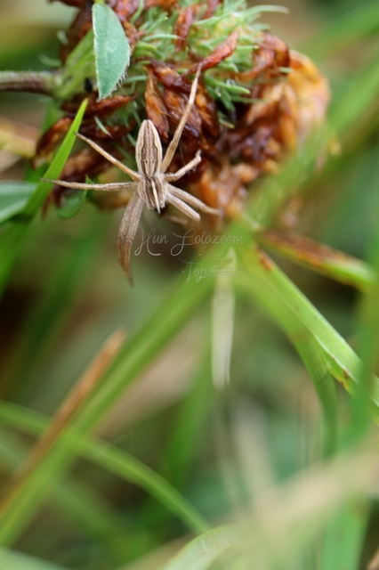 Pisaura mirabilis - csodáspók