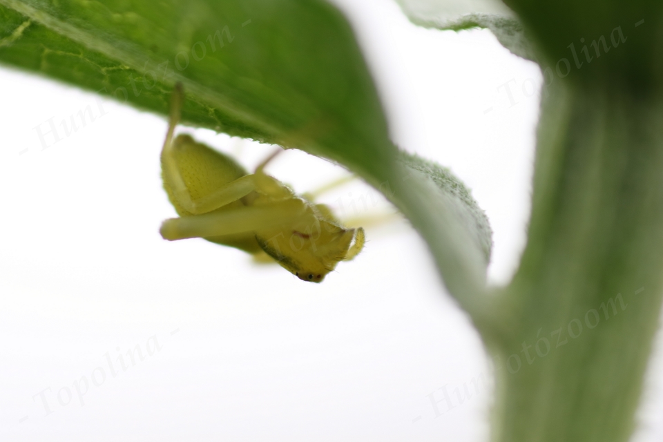 Misumena vatia - viráglakó karolópók