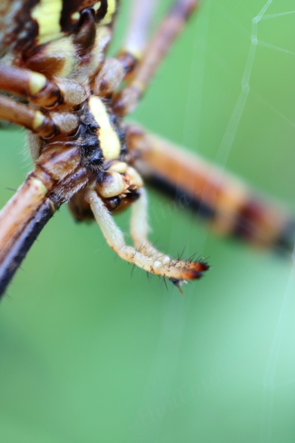 Argiope bruennichi - darázspók