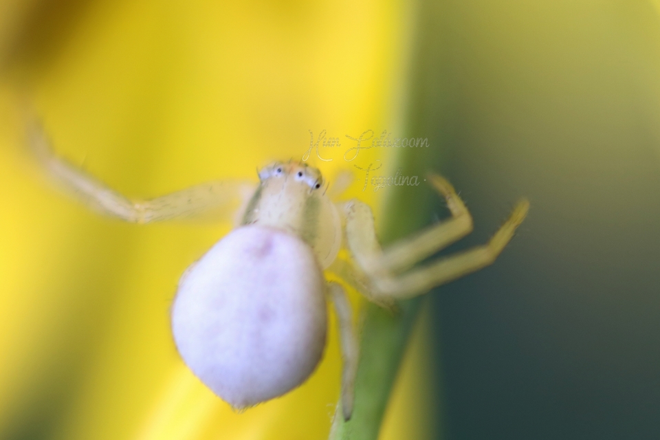 Misumena vatia - viráglakó karolópók