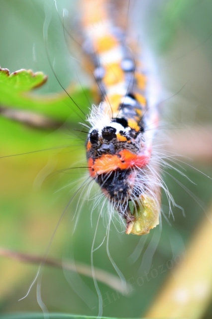 Acronicta tridens - barnás szigonyosbagoly